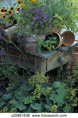 Terracotta pots on table in summer garden border View Large Photo Image Stock Photo - Terracotta pots on table in summer garden border. Fotosearch
