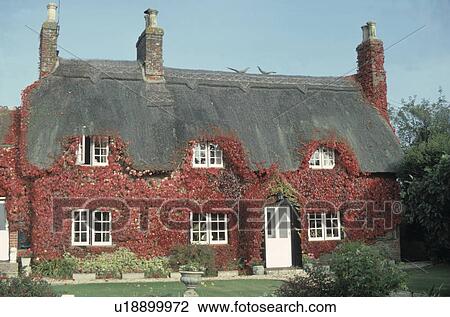 Thatched cottage covered with virginia creeper. View Large Photo Image Stock Image - Thatched cottage covered with virginia creeper.. Fotosearch