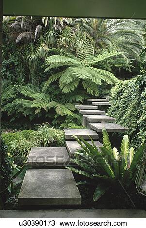 Tongue ferns and large dicksonia on either side of angular concrete steps in town garden View Large Photo Image Stock Image - Tongue ferns and large dicksonia on either side of angular concrete steps in town garden. Fotosearch