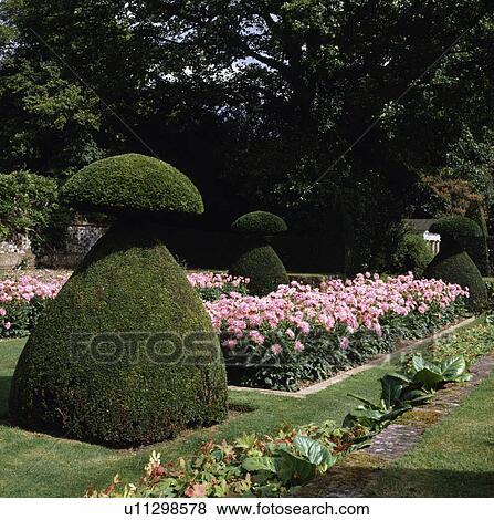 Stock Photo - Topiary pink chrysanthemums in large country garden in summer. Fotosearch