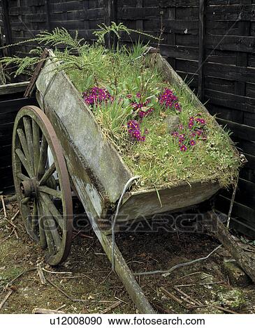 Traditional two- wheeled cart planted with primulas, and grasses View Large Photo Image Stock Image - Traditional two- wheeled cart planted with primulas, and grasses. Fotosearch
