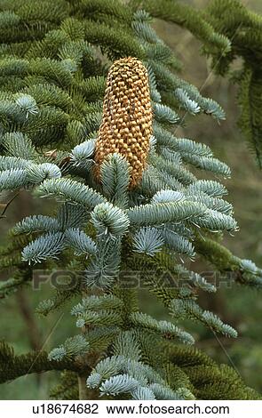Stock Image - tree, conifer, picea, blue spruce, plants. Fotosearch