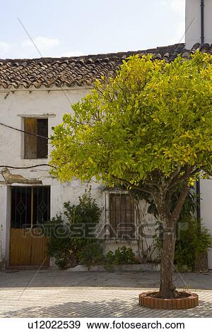 Tree in courtyard in front of dilapidated traditional Spanish house View Large Photo Image Stock Photo - Tree in courtyard in front of dilapidated traditional Spanish house. Fotosearch