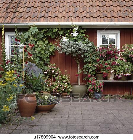 Trees And Summer Annuals In Pots On Patio In Front Of Small House