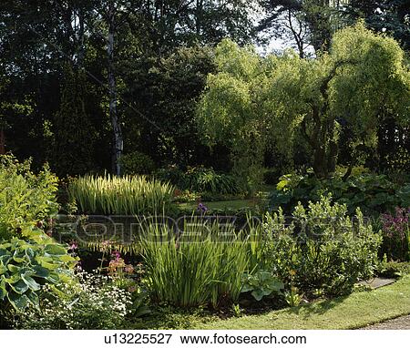Stock Photo - Trees and waterplants around pond in large country garden. Fotosearch