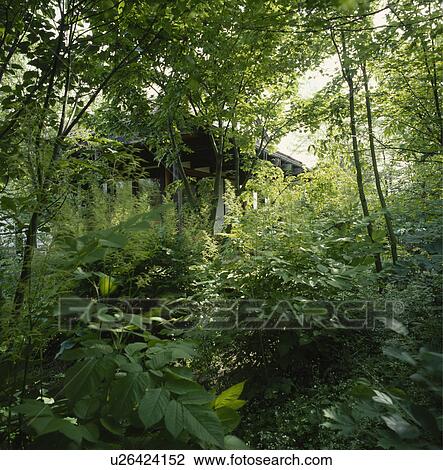 Trees in country garden in summer View Large Photo Image Stock Image - Trees in country garden in summer. Fotosearch