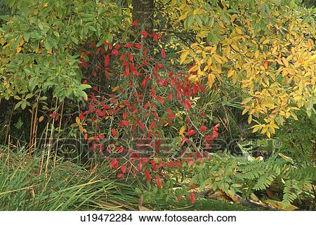 Trees in country woodland garden in Autumn View Large Photo Image Picture - Trees in country woodland garden in Autumn. Fotosearch