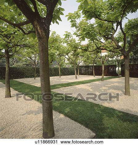 Stock Image - Trees in gravel squares with grass path in formal garden&#13; &#10;. Fotosearch