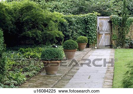 Trio of teraccota pots of box balls by a path leading to a wooden gate. View Large Photo Image Stock Photography - Trio of teraccota pots of box balls by a path leading to a wooden gate.. Fotosearch