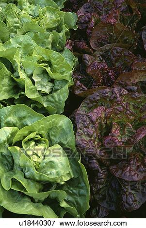 Stock Photo - vegetable, red, salad, lettuce, green, plants. Fotosearch