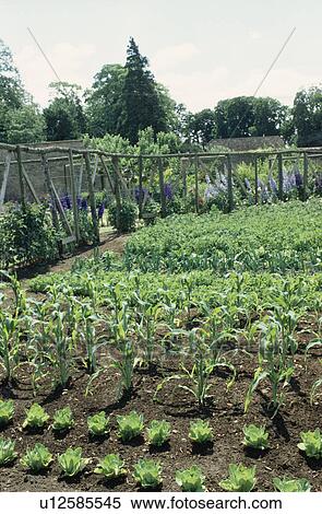 Stock Photography - Vegetables in rows in country vegetable garden with rustic wooden poles. Fotosearch
