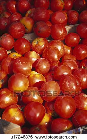 Very ripe tomatoes in box. View Large Photo Image Stock Photograph - Very ripe tomatoes in box.. Fotosearch