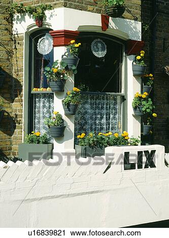 Stock Image - Victorian house with yellow Tagetes in pots on bay window with net curtains. Fotosearch