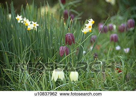 Stock Image - White and purple snakeshead fritillaries and daffodils in long grass. Fotosearch