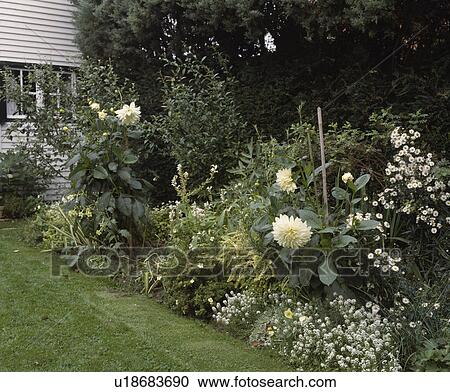 White dahlia in white themed border in country garden in summer View Large Photo Image Stock Image - White dahlia in white themed border in country garden in summer. Fotosearch