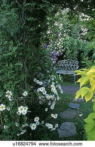 White daisies below pergola and path to white bench in small garden in summer View Large Photo Image Picture - White daisies below pergola and path to white bench in small garden in summer. Fotosearch