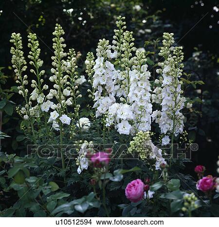 Picture -  White delphiniums contrasted with pink roses.. Fotosearch
