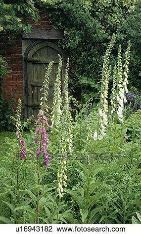 Stock Image - White fox gloves in walled garden. Fotosearch