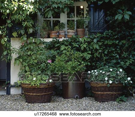White geraniums in pots in summer garden View Large Photo Image Stock Photo - White geraniums in pots in summer garden. Fotosearch