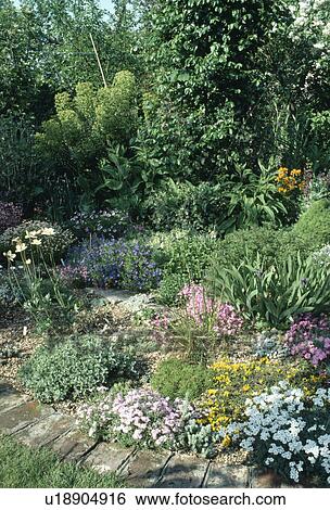 White iberis and pink alpine plants in small rockery garden View Large Photo Image Stock Photograph - White iberis and pink alpine plants in small rockery garden. Fotosearch