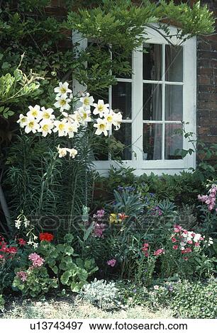 White lilium "Regale" in summer garden border below white casement window View Large Photo Image Stock Photo - White lilium "Regale" in summer garden border below white casement window. Fotosearch