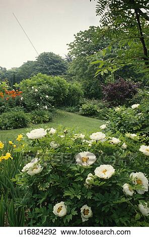 Stock Image - White paeonia "Rocks Variety" in border in large summer garden. Fotosearch