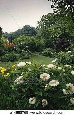 White paeonia "Rocks Variety" in border in large summer garden View Large Photo Image Stock Photo - White paeonia "Rocks Variety" in border in large summer garden. Fotosearch