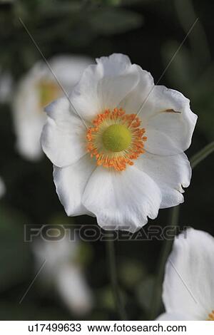 white, plants, flower View Large Photo Image Stock Image - white, plants, flower. Fotosearch