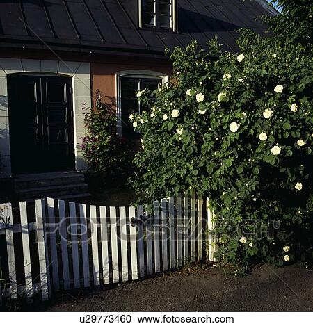 White rose and wooden fence on front garden of country cottage View Large Photo Image Stock Image - White rose and wooden fence on front garden of country cottage. Fotosearch