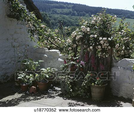 White roses and summer plants in pots on white walled patio in hillside garden View Large Photo Image Stock Image - White roses and summer plants in pots on white walled patio in hillside garden. Fotosearch