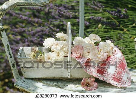 White roses in white wooden trug View Large Photo Image Stock Image - White roses in white wooden trug. Fotosearch
