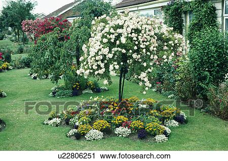 White standard rose tree underplanted with colourful annuals in suburban garden in summer View Large Photo Image Stock Image - White standard rose tree underplanted with colourful annuals in suburban garden in summer. Fotosearch