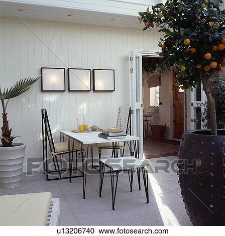 Stock Image - White table with metal legs and matching chairs with tall backs in white eighties dining room extension with citrus tree. Fotosearch