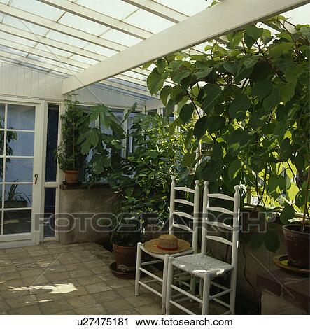White wooden chairs and green plants in conservatory extension View Large Photo Image Stock Image - White wooden chairs and green plants in conservatory extension. Fotosearch