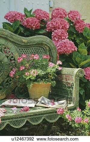 Stock Image - Wicker bench beside pink hydrangeas. Fotosearch