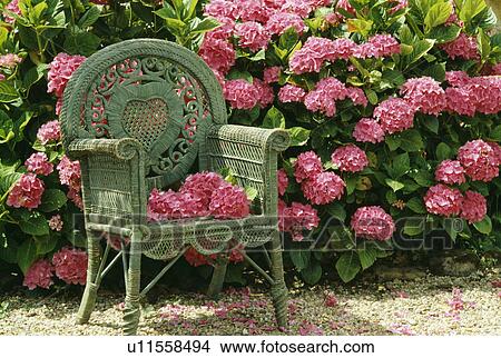 Picture - Wicker chair and pink hydrangeas. Fotosearch