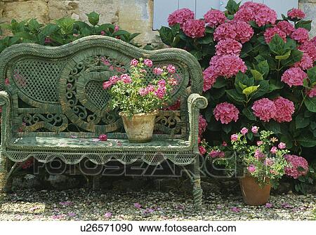 Wicker sofa and pink hydrangeas View Large Photo Image Stock Image - Wicker sofa and pink hydrangeas. Fotosearch