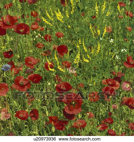Wildflower meadow with poppies, cornflowers, and marguerites. View Large Photo Image Stock Photograph - Wildflower meadow with poppies, cornflowers, and marguerites.. Fotosearch