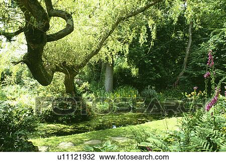 Stock Image - Willow tree and stream in green country garden. Fotosearch