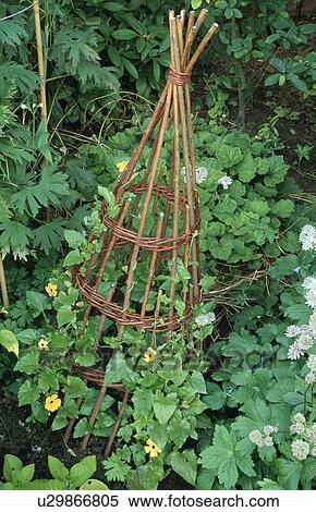 Willow wigwam in country vegetable garden in summer View Large Photo Image Stock Photography - Willow wigwam in country vegetable garden in summer. Fotosearch