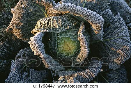 winter, frost, cabbage, vegetable, plants View Large Photo Image Stock Photo - winter, frost, cabbage, vegetable, plants. Fotosearch