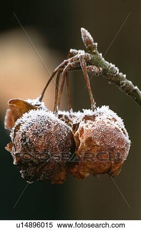 Stock Photography - winter, frost, rosa, rose, plants. Fotosearch
