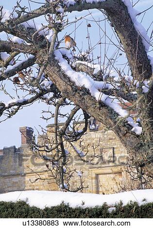 Winter scene with robin in a snow covered oak tree. View Large Photo Image Stock Image - Winter scene with robin in a snow covered oak tree.. Fotosearch