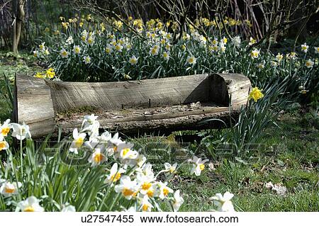 Stock Photography - Wooden bench hewn from tree-trunk in Spring country garden with white and yellow daffodils. Fotosearch