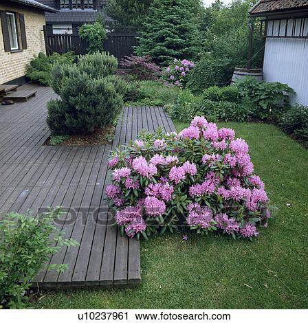 Stock Image - Wooden decking and pink rhododendron in small town garden. Fotosearch