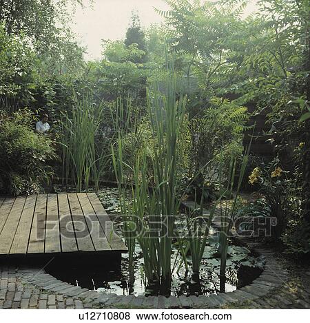 Wooden decking and pond with tall green plants View Large Photo Image Stock Photo - Wooden decking and pond with tall green plants. Fotosearch