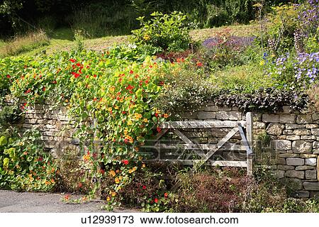 Wooden gate with orange and red nasturtiums tumbling over sone wall of raised garden View Large Photo Image Stock Image - Wooden gate with orange and red nasturtiums tumbling over sone wall of raised garden. Fotosearch