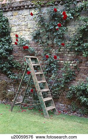 Stock Photograph - Wooden step ladder beside roses on brick and stone wall. Fotosearch
