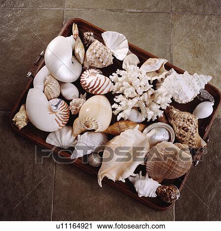 Wooden tray displaying collection of sea shells. View Large Photo Image Stock Image - Wooden tray displaying collection of sea shells.. Fotosearch
