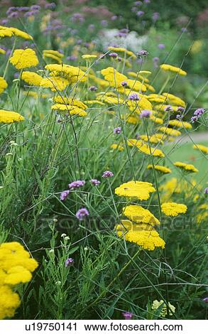 Stock Image - Yellow achillea growing with purple verbena bonariensis in summer garden border. Fotosearch